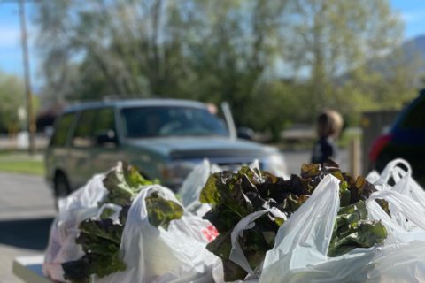 bag of lettuce at food drive
