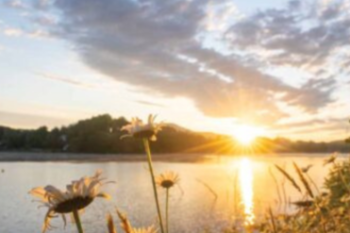 A lake with mountains and the sun setting in the background with flowers in the foreground